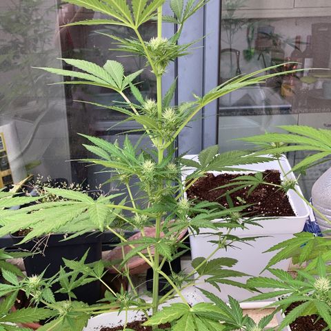 Cream Mandarine XXL auto growlog timeline photo