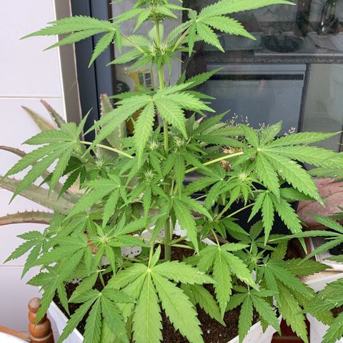 Cream Mandarine XXL auto growlog timeline photo