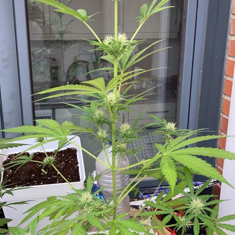 Cream Mandarine XXL auto growlog timeline photo