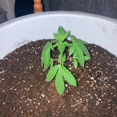 Banana Runtz growlog timeline photo