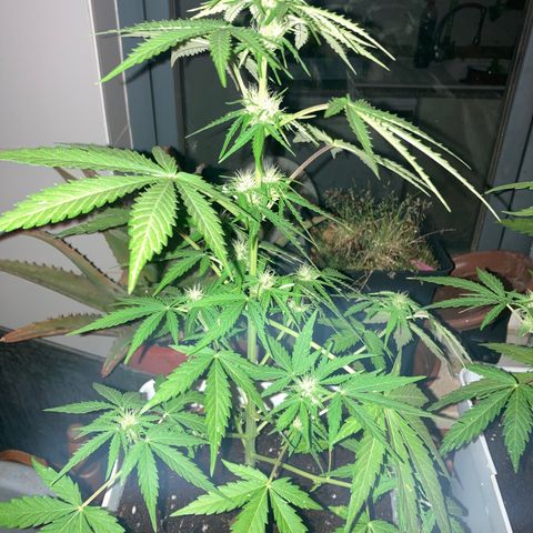Cream Mandarine XXL auto growlog timeline photo