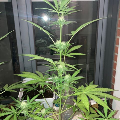 Cream Mandarine XXL auto growlog timeline photo