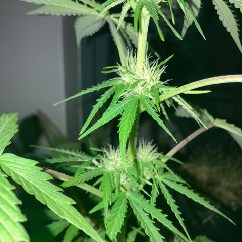 Cream Mandarine XXL auto growlog timeline photo
