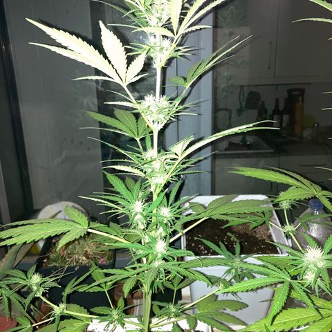 Cream Mandarine XXL auto growlog timeline photo