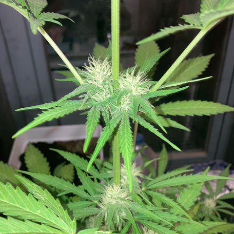 Cream Mandarine XXL auto growlog timeline photo