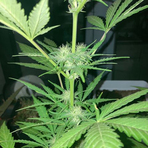 Cream Mandarine XXL auto growlog timeline photo