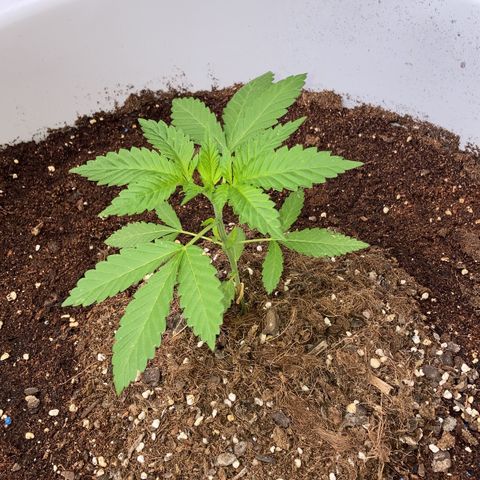 Banana Runtz growlog timeline photo