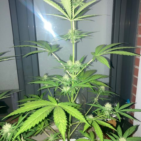Cream Mandarine XXL auto growlog timeline photo