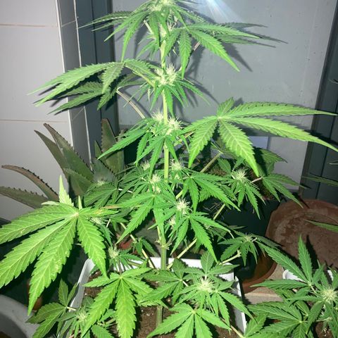 Cream Mandarine XXL auto growlog timeline photo