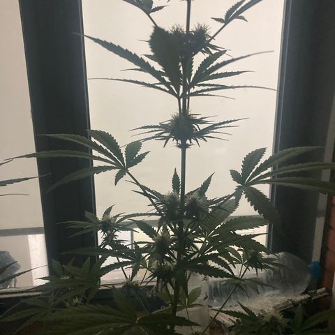 Cream Mandarine XXL auto growlog timeline photo