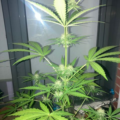 Cream Mandarine XXL auto growlog timeline photo