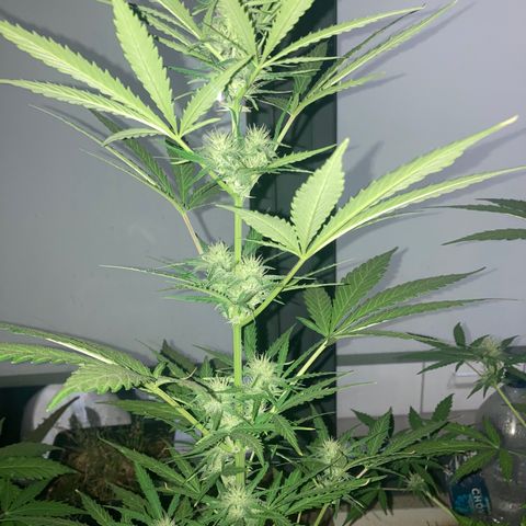 Cream Mandarine XXL auto growlog timeline photo