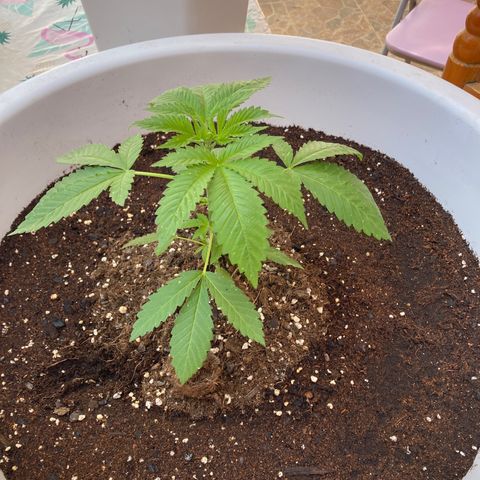 Banana Runtz growlog timeline photo