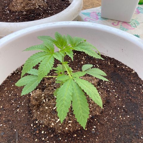 Banana Runtz growlog timeline photo