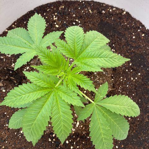 Banana Runtz growlog timeline photo