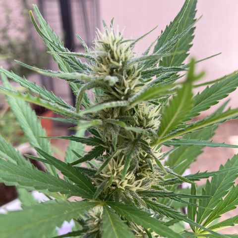 Cream Mandarine XXL auto growlog timeline photo