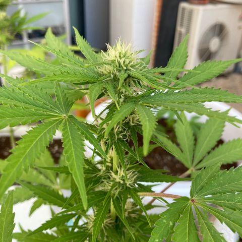 Cream Mandarine XXL auto growlog timeline photo