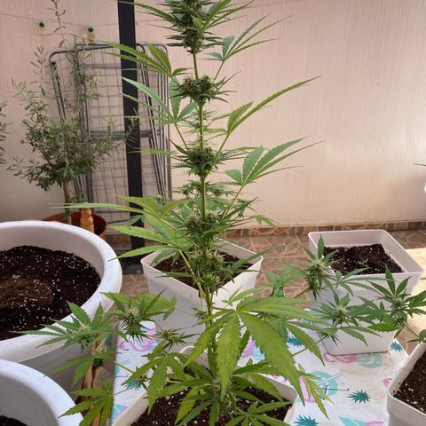 Cream Mandarine XXL auto growlog timeline photo
