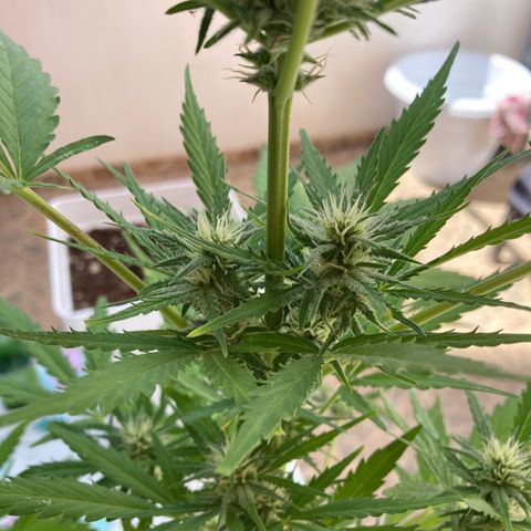 Cream Mandarine XXL auto growlog timeline photo