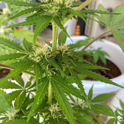 Cream Mandarine XXL auto growlog timeline photo