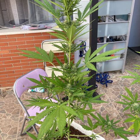 Cream Mandarine XXL auto growlog timeline photo