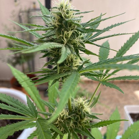 Cream Mandarine XXL auto growlog timeline photo