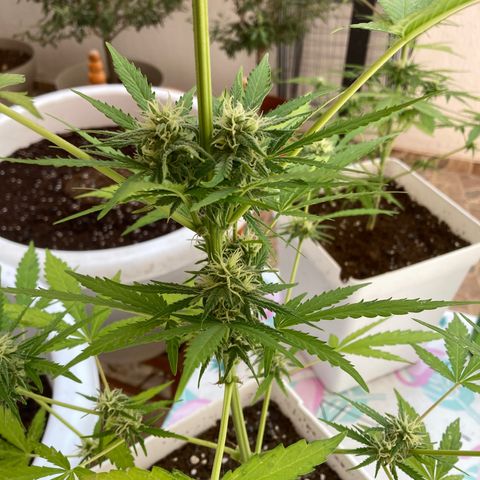 Cream Mandarine XXL auto growlog timeline photo