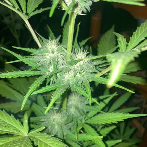 Cream Mandarine XXL auto growlog timeline photo