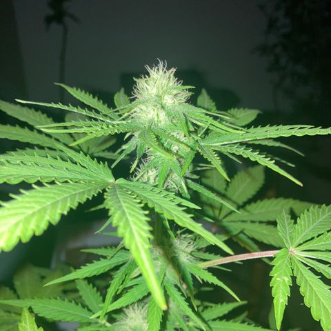 Cream Mandarine XXL auto growlog timeline photo