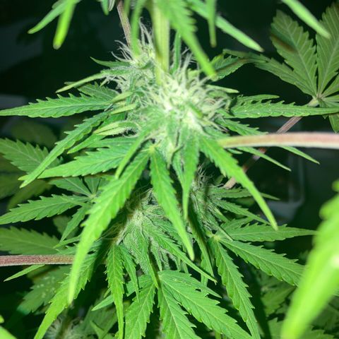 Cream Mandarine XXL auto growlog timeline photo