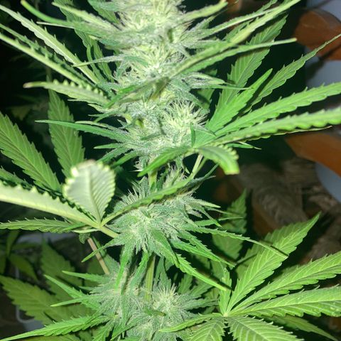 Cream Mandarine XXL auto growlog timeline photo