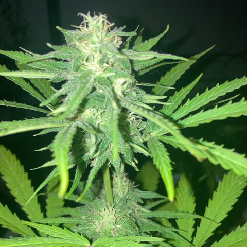 Cream Mandarine XXL auto growlog timeline photo