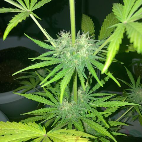 Cream Mandarine XXL auto growlog timeline photo