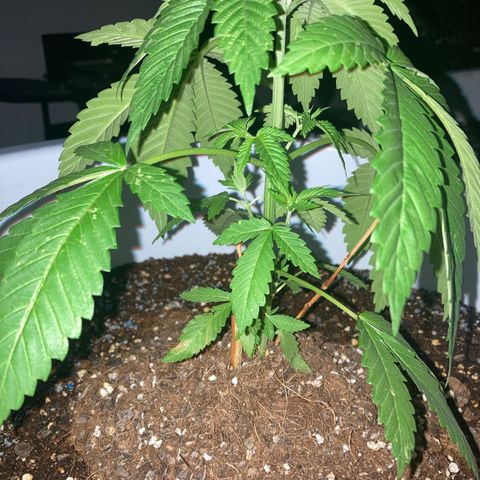 Banana Runtz growlog timeline photo