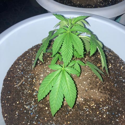 Banana Runtz growlog timeline photo