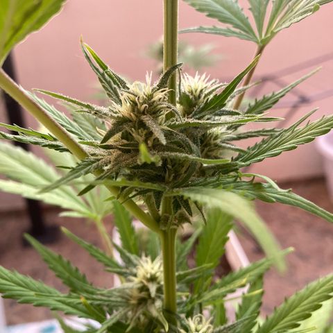 Cream Mandarine XXL auto growlog timeline photo