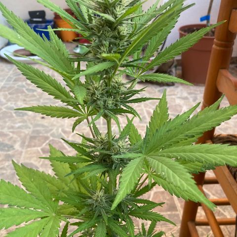 Cream Mandarine XXL auto growlog timeline photo