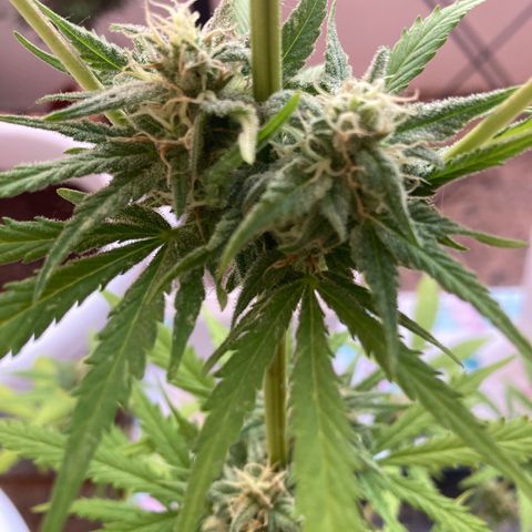 Cream Mandarine XXL auto growlog timeline photo