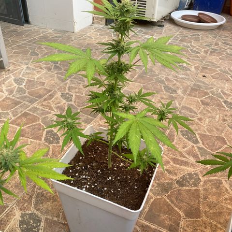 Cream Mandarine XXL auto growlog timeline photo