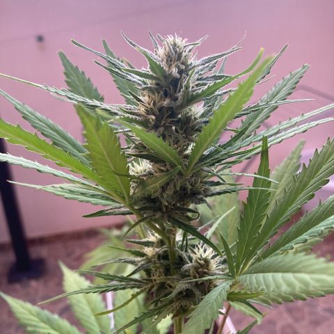 Cream Mandarine XXL auto growlog timeline photo