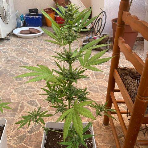 Cream Mandarine XXL auto growlog timeline photo