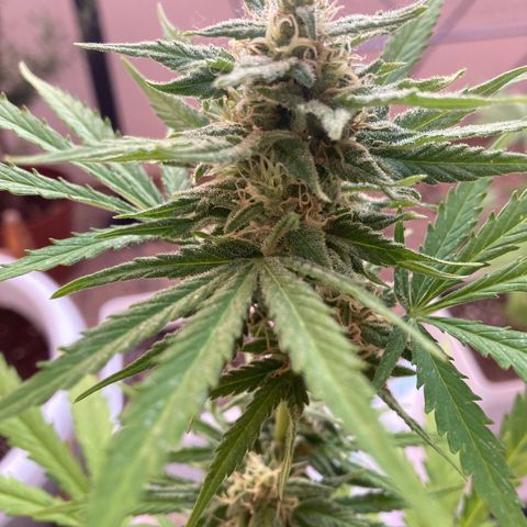 Cream Mandarine XXL auto growlog timeline photo