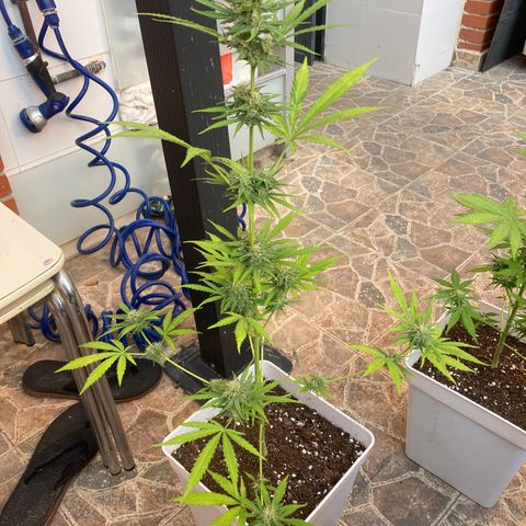 Cream Mandarine XXL auto growlog timeline photo