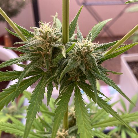 Cream Mandarine XXL auto growlog timeline photo