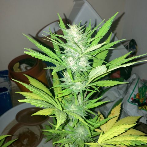 Cream Mandarine XXL auto growlog timeline photo