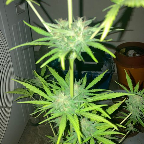 Cream Mandarine XXL auto growlog timeline photo