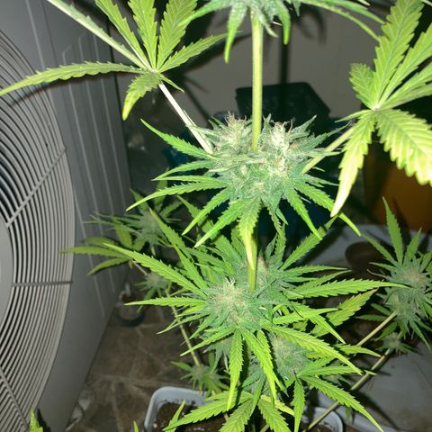 Cream Mandarine XXL auto growlog timeline photo