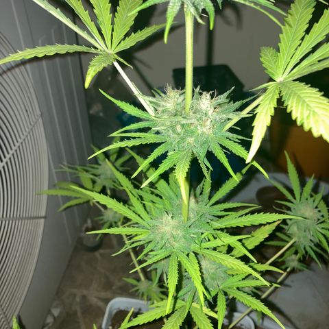 Cream Mandarine XXL auto growlog timeline photo