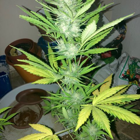 Cream Mandarine XXL auto growlog timeline photo