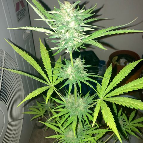 Cream Mandarine XXL auto growlog timeline photo